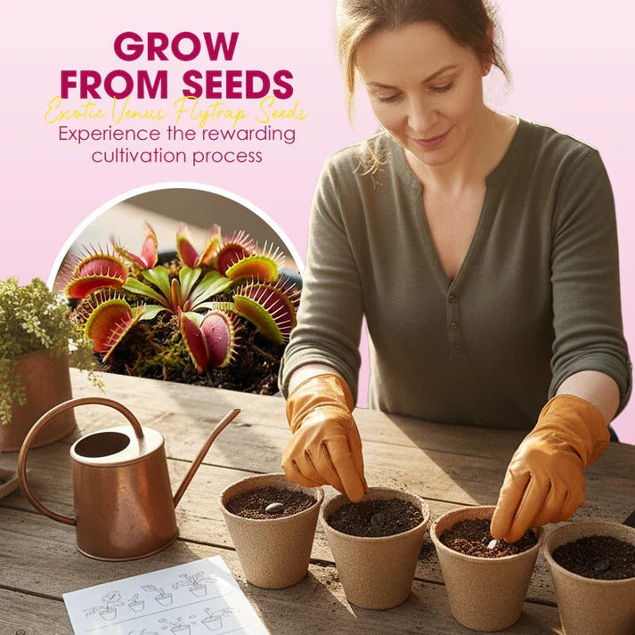 Wonderful Venus Flytrap Seeds(pack of2)(100 seeds)