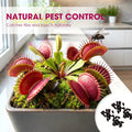 Wonderful Venus Flytrap Seeds(pack of2)(100 seeds)
