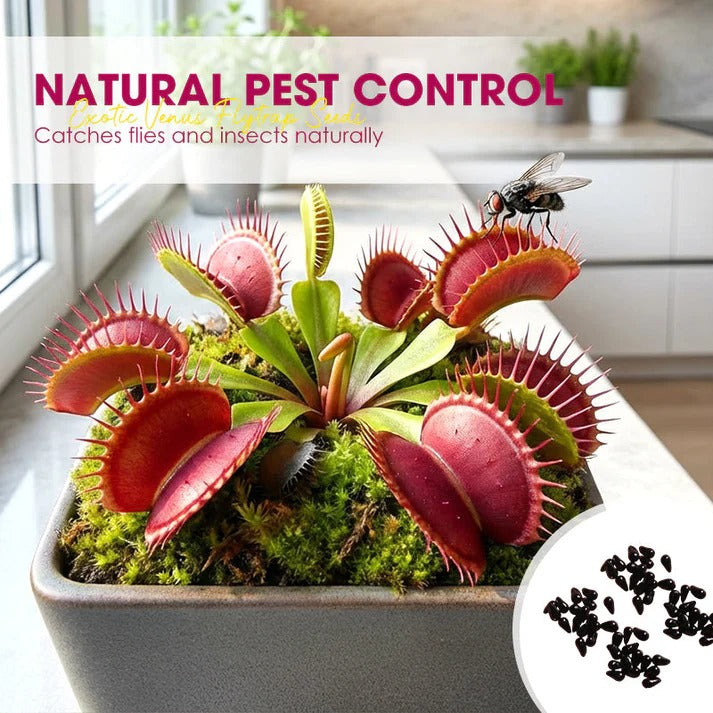 Wonderful Venus Flytrap Seeds(pack of2)(100 seeds)