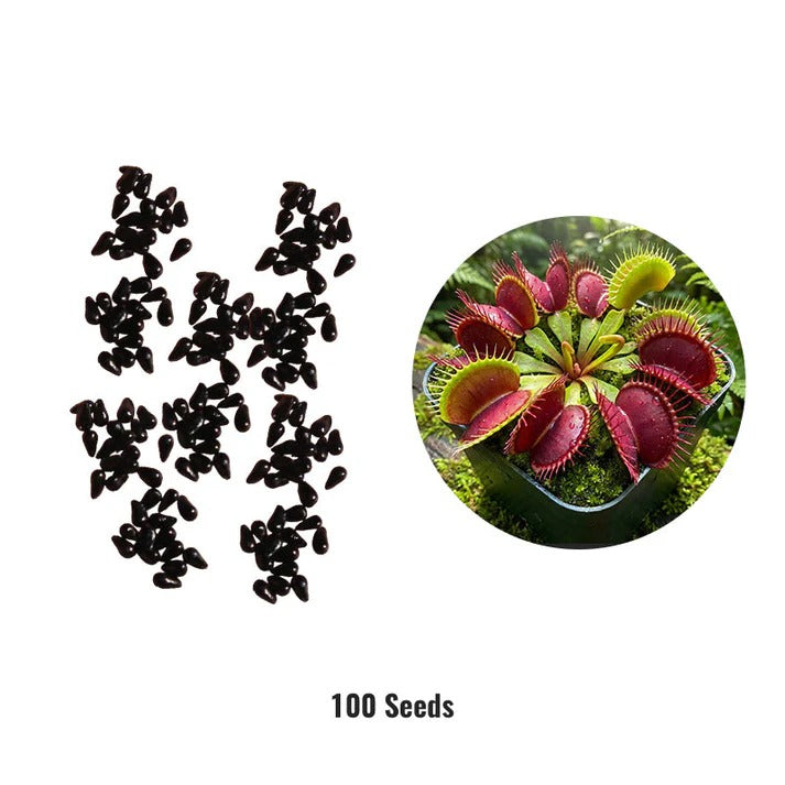 Wonderful Venus Flytrap Seeds(pack of2)(100 seeds)