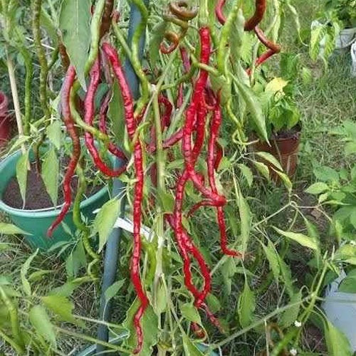 Buy 1 Get 1 Free Chilli 1 Feet Long Thunder Mountain Long Horn Chilli Seeds,Spicy Peppers, Ideal for Year-Round Harvest, Indoor/Outdoor Gardens