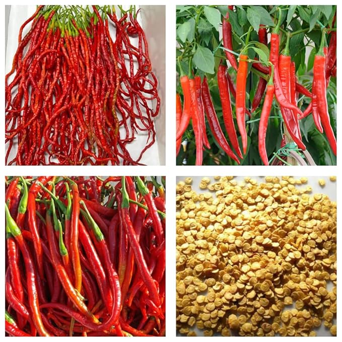 Buy 1 Get 1 Free Chilli 1 Feet Long Thunder Mountain Long Horn Chilli Seeds,Spicy Peppers, Ideal for Year-Round Harvest, Indoor/Outdoor Gardens