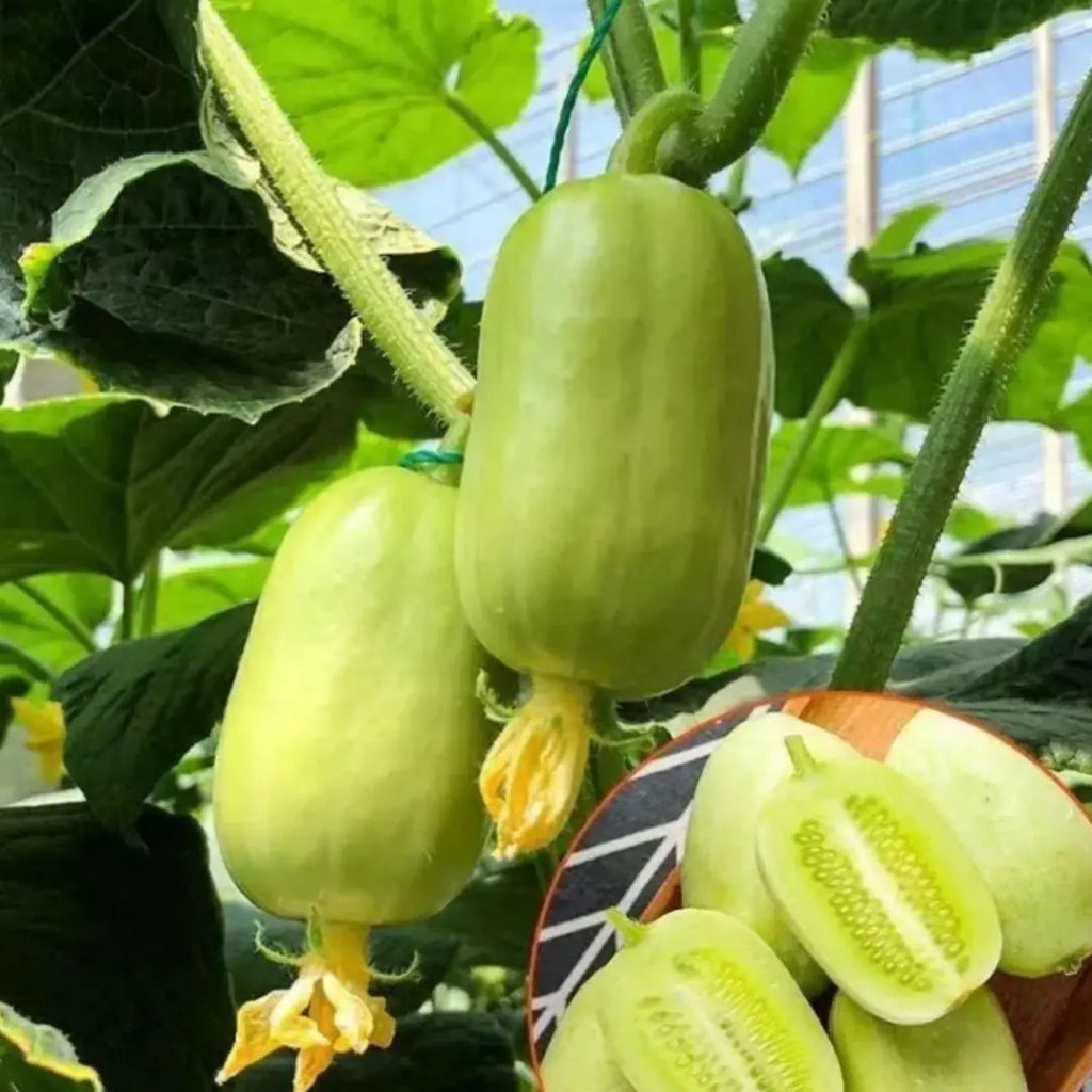 Buy 1 Get 1 FreeCucumber seeds "Golden Boy & Jade Girl" – With Plant Growth Supplement Free