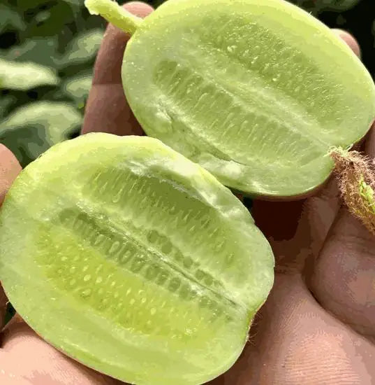 Buy 1 Get 1 FreeCucumber seeds "Golden Boy & Jade Girl" – With Plant Growth Supplement Free