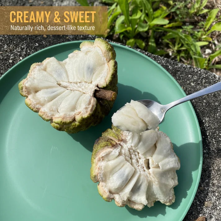 Easy to grow sugar apple seeds Buy 1 Get 1 Free