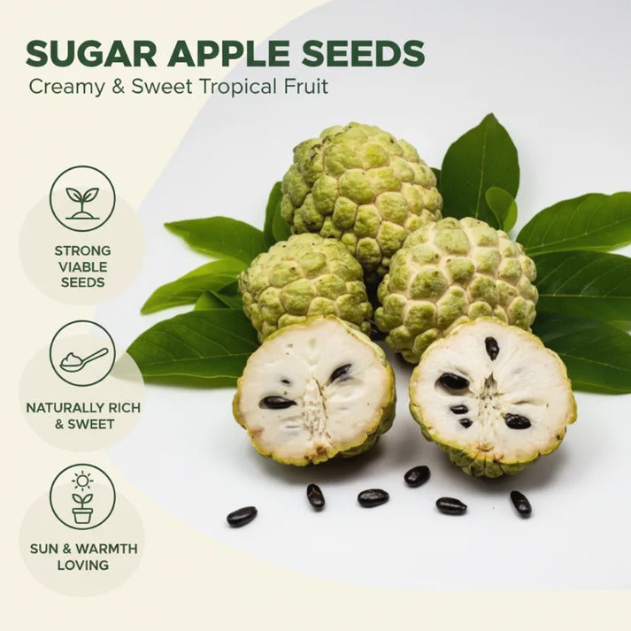 Easy to grow sugar apple seeds Buy 1 Get 1 Free