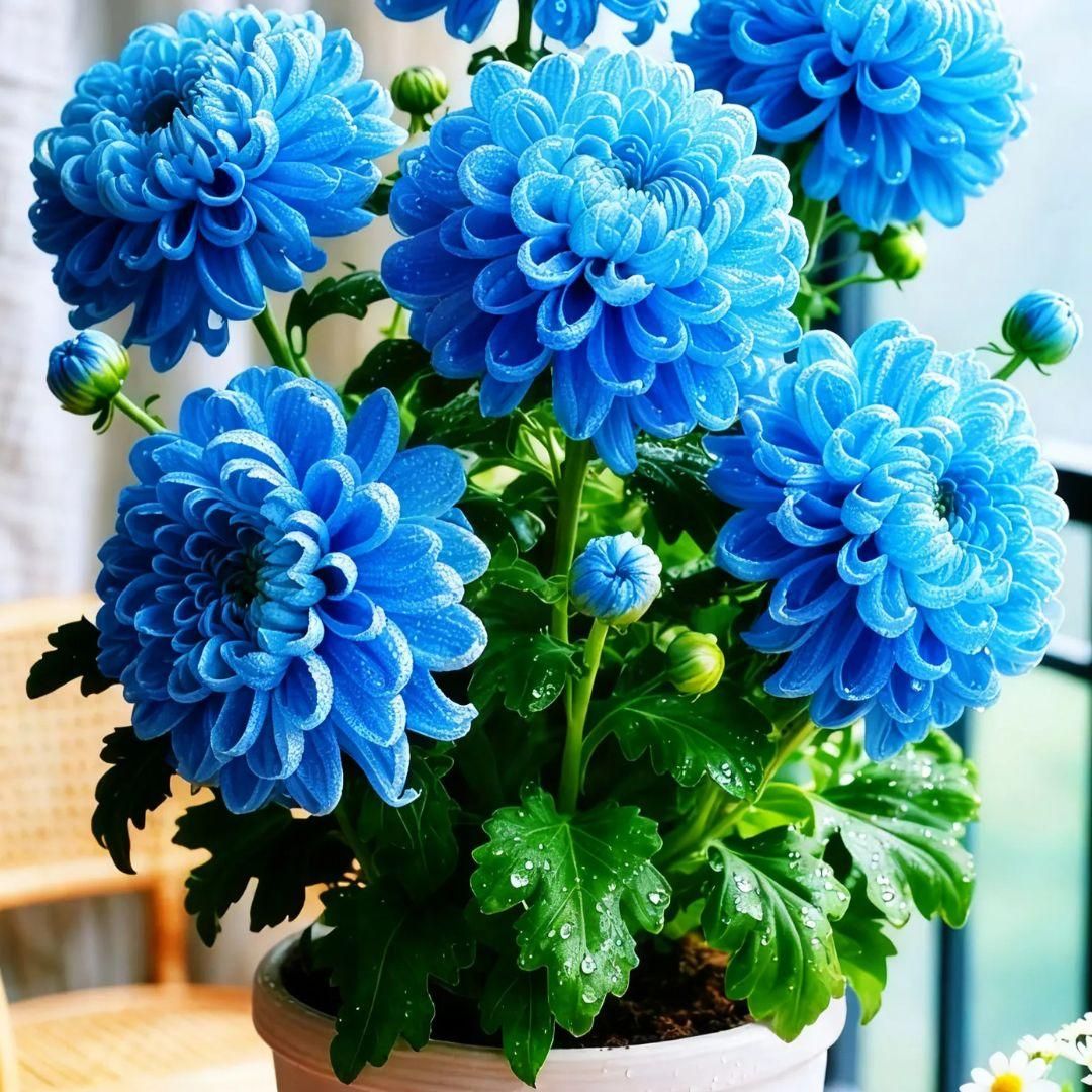 Double-Petal Chrysanthemums Seeds and 100 grams Organic Pot Mix