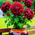 Double-Petal Chrysanthemums Seeds and 100 grams Organic Pot Mix