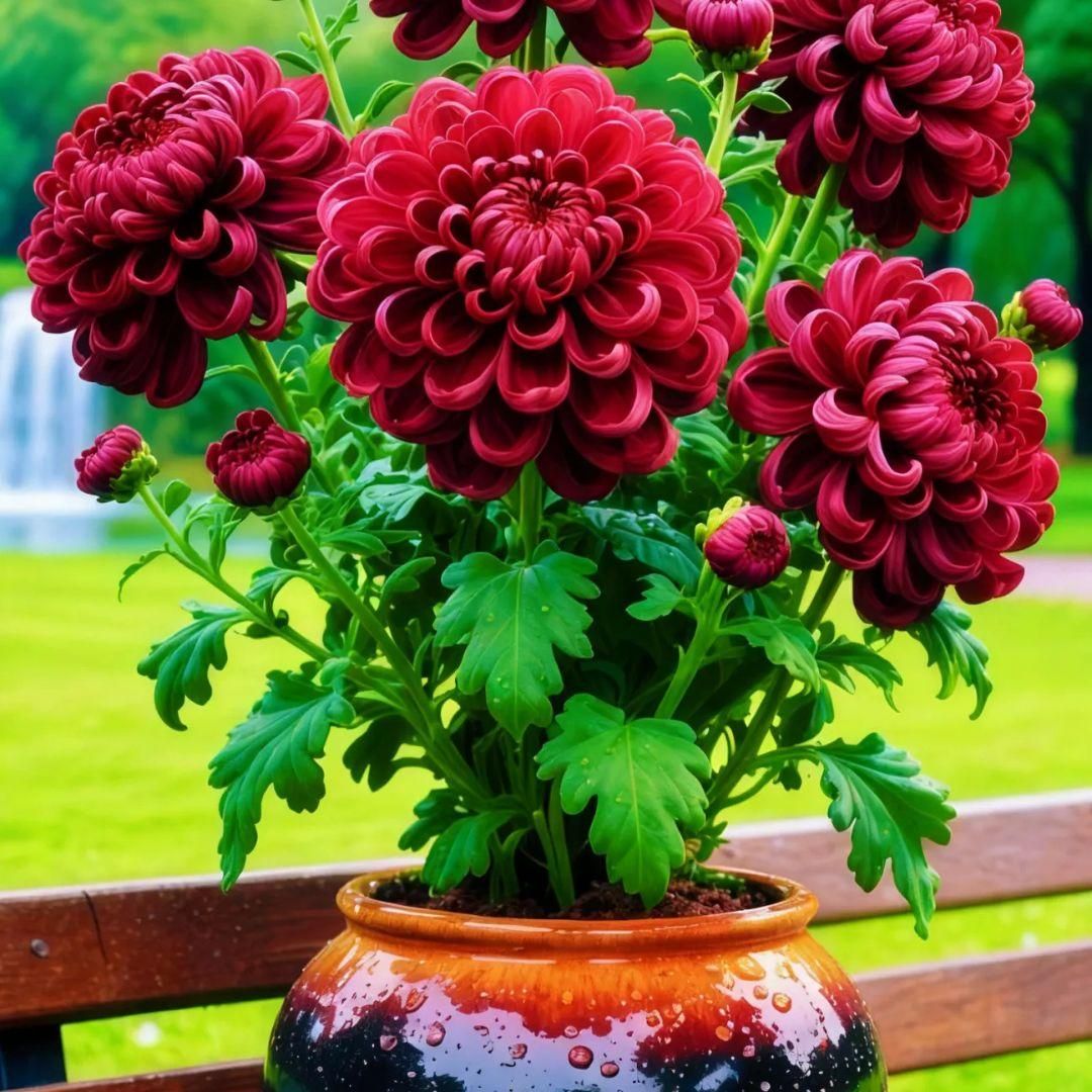 Double-Petal Chrysanthemums Seeds and 100 grams Organic Pot Mix