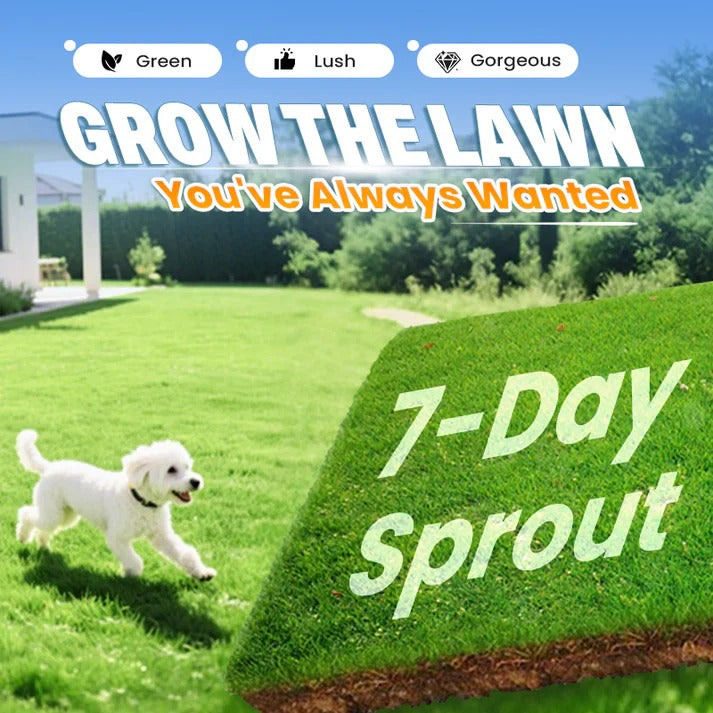 Cold-resistant, drought-resistant, pet-friendly garden grass seeds - evergreen lawn grass seeds (pack of 2)