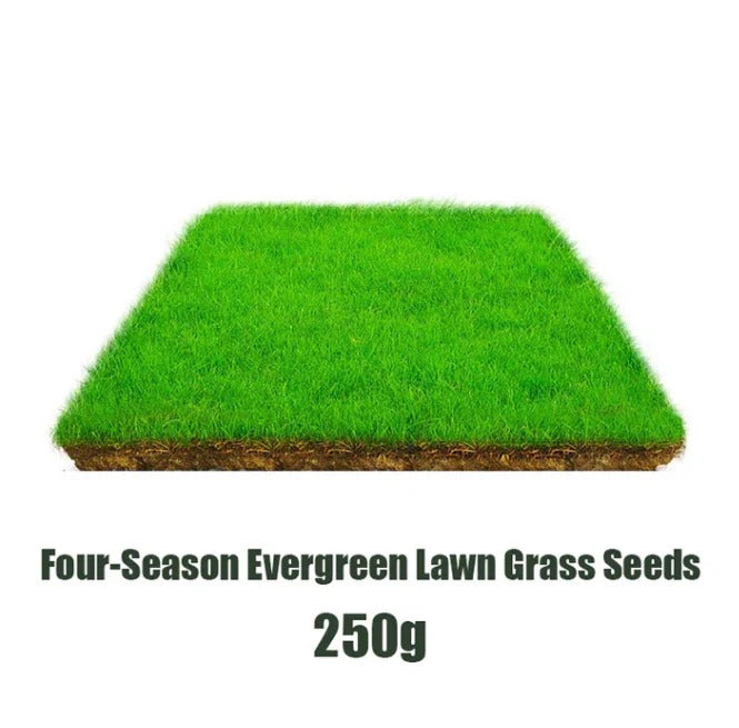 Cold-resistant, drought-resistant, pet-friendly garden grass seeds - evergreen lawn grass seeds (pack of 2)