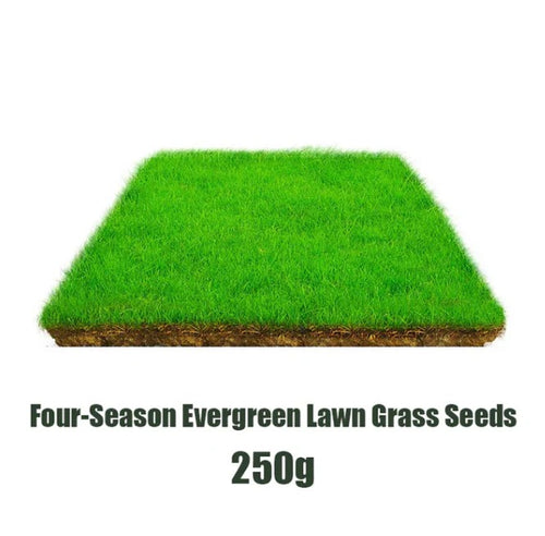 4 Season  Evergreen Lawn Grass Seeds (pack of 2)