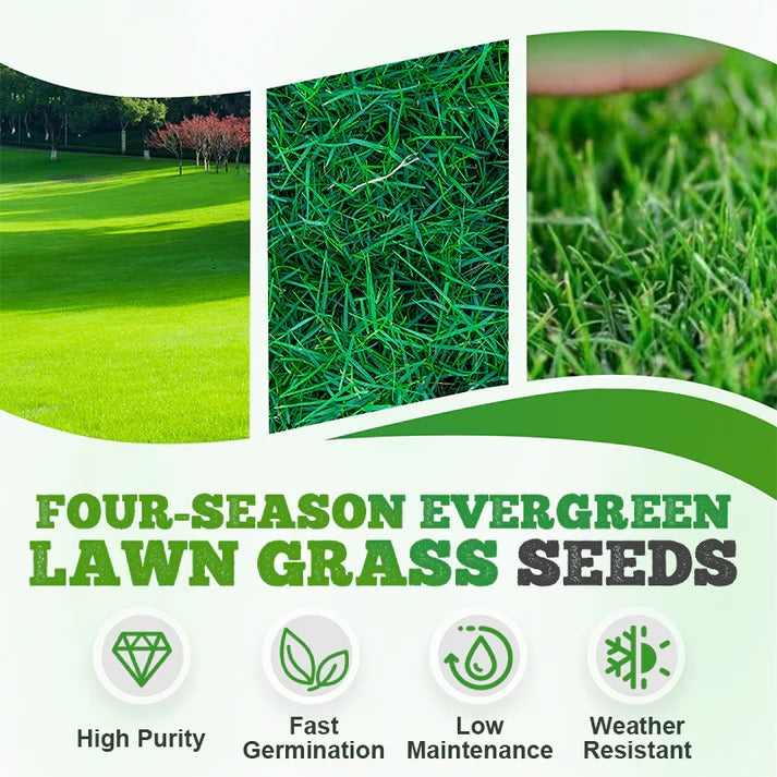 Cold-resistant, drought-resistant, pet-friendly garden grass seeds - evergreen lawn grass seeds (pack of 2)
