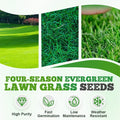 Cold-resistant, drought-resistant, pet-friendly garden grass seeds - evergreen lawn grass seeds (pack of 2)