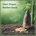 SS [RARE SPECIES] GIANT DRAGON BAMBOO SEEDS | Buy 1 Get 1 Free