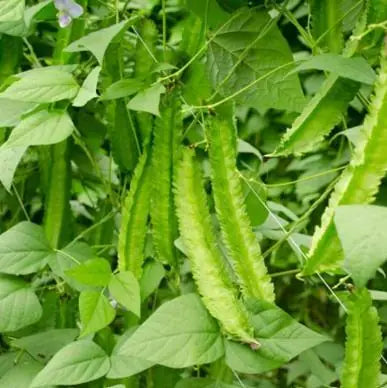Dragon Been Seeds PACK OF 2