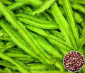 Dragon Been Seeds PACK OF 2