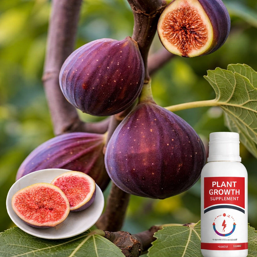 Fig Tree Seeds with plant growth