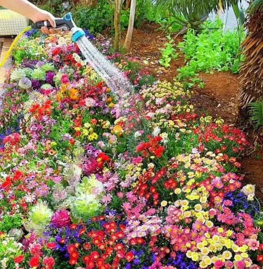 Varieties of Flower Seeds (100 pcs) And  Plant Growth Free