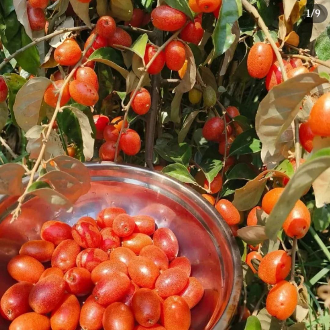 Buddha lantern fruit seeds