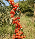 Buddha lantern fruit seeds