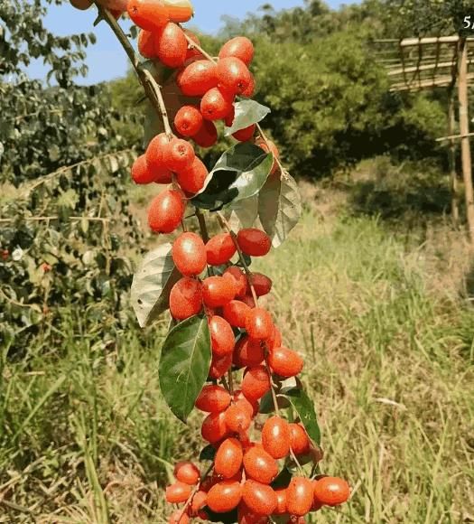 Buddha lantern fruit seeds