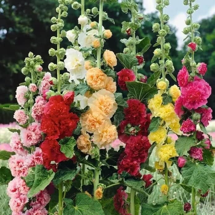 Double Hollyhock Seeds(pack of2)