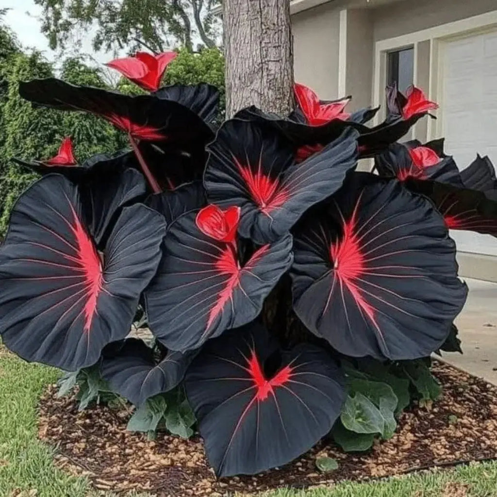 Black Hosta Seeds + 100 grams Organic Pot mix Free