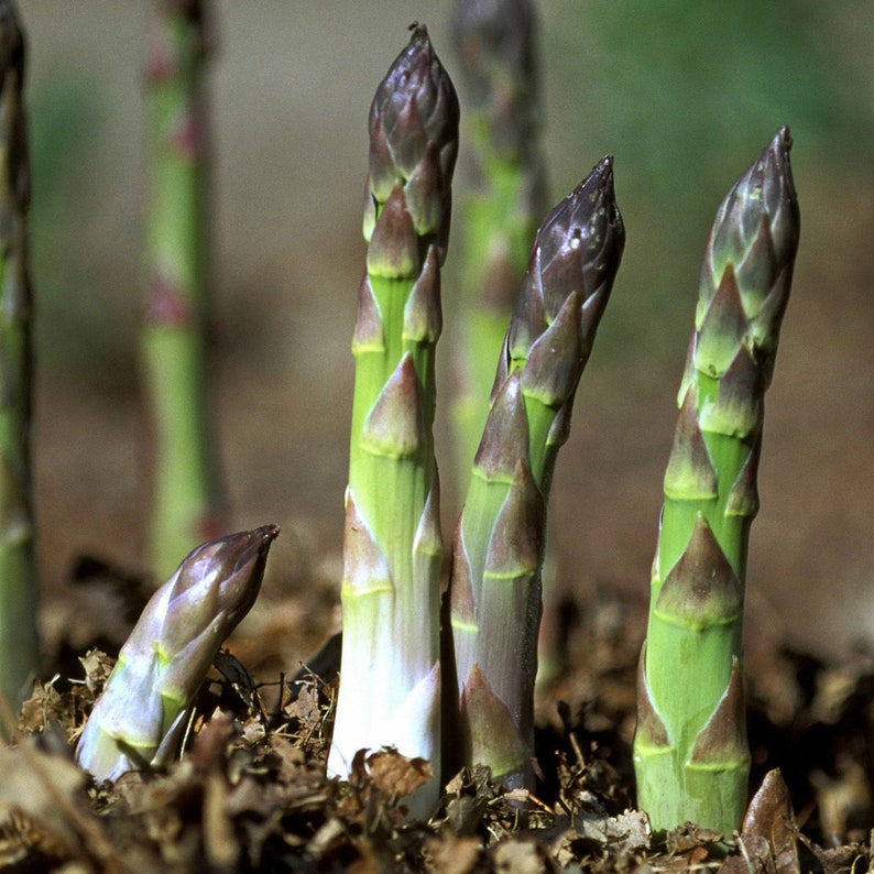 SS Organic Asparagus Herbs Vegetable Seeds with booster (pack of 2)