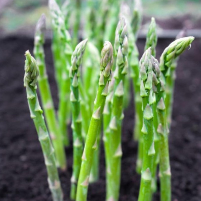 SS Organic Asparagus Herbs Vegetable Seeds with booster (pack of 2)