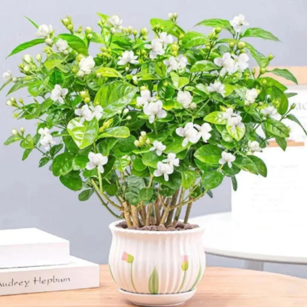 Double Jasmine Seeds PACK OF 2