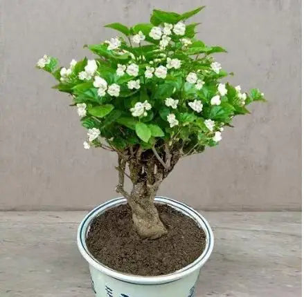 Double Jasmine Seeds PACK OF 2