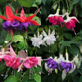 Fuchsia Seeds - Lantern Flower BUY 1 GET 1 FREE!
