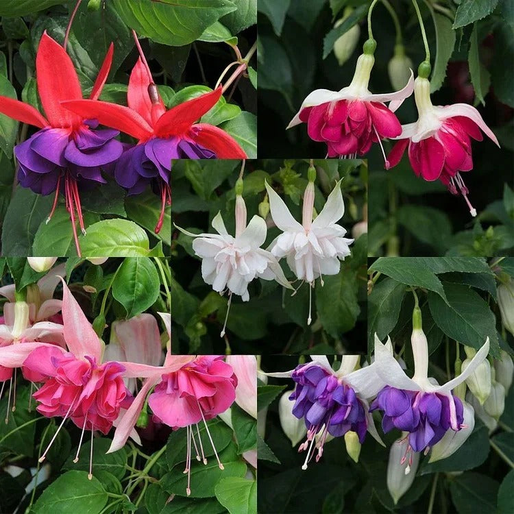 Fuchsia Seeds - Lantern Flower BUY 1 GET 1 FREE!