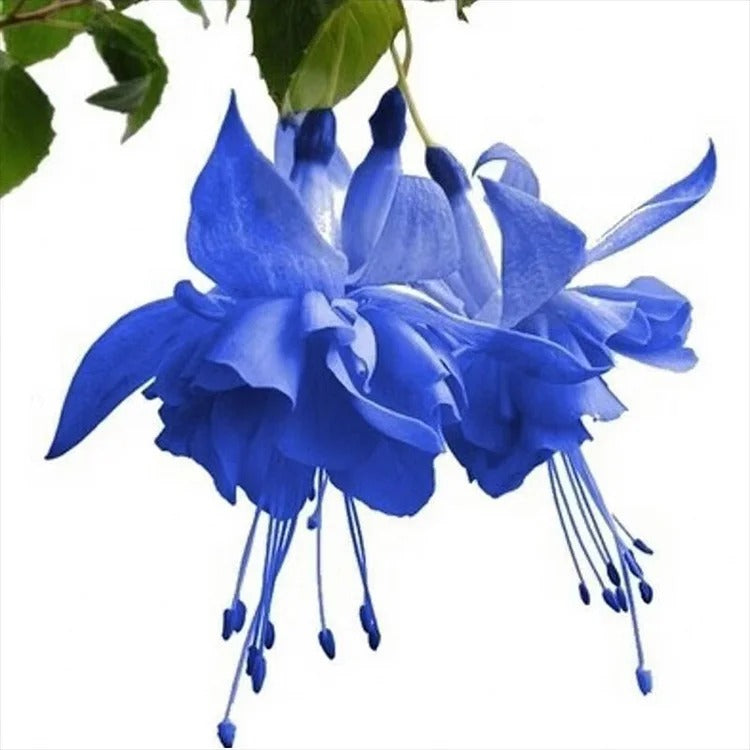 Fuchsia Seeds - Lantern Flower BUY 1 GET 1 FREE!