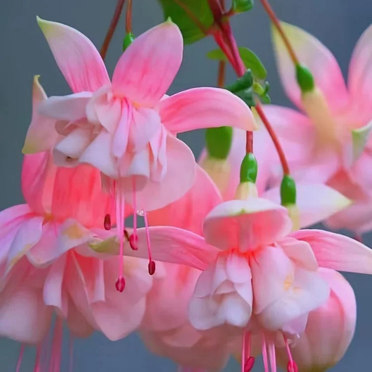 Fuchsia Seeds - Lantern Flower BUY 1 GET 1 FREE!