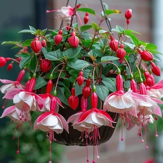 Fuchsia Seeds - Lantern Flower BUY 1 GET 1 FREE!