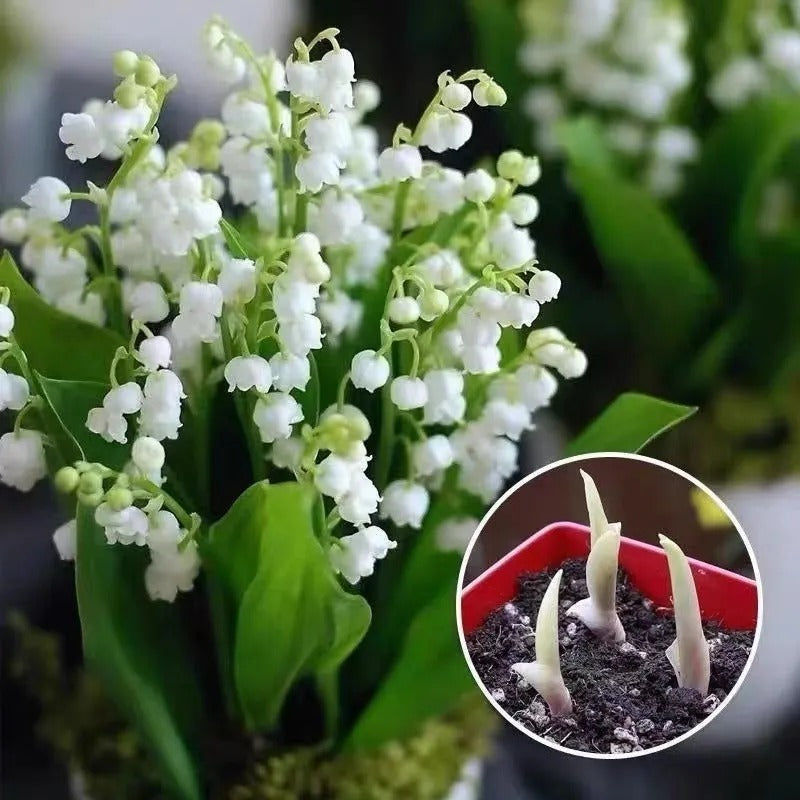 LILY OF THE VALLEY—HAPPINESS ARRIVES |  Buy 1 Get 1 Free
