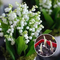 LILY OF THE VALLEY—HAPPINESS ARRIVES |  Buy 1 Get 1 Free