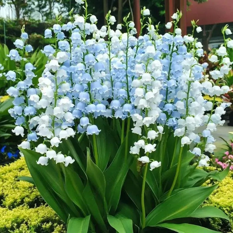 LILY OF THE VALLEY—HAPPINESS ARRIVES |  Buy 1 Get 1 Free