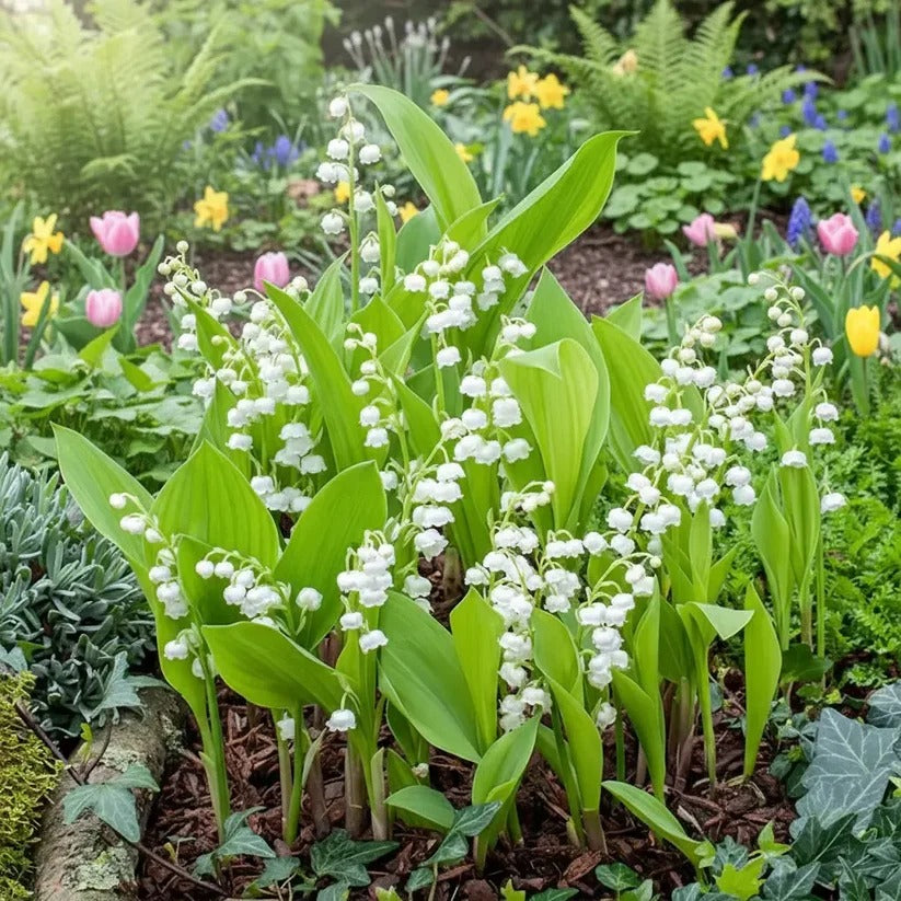 LILY OF THE VALLEY—HAPPINESS ARRIVES |  Buy 1 Get 1 Free