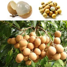 Longan Thai Litchi Seeds  BUY 1 GET 1 FREE!