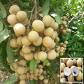 Longan Thai Litchi Seeds  BUY 1 GET 1 FREE!