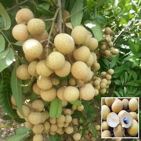 Longan Thai Litchi Seeds  BUY 1 GET 1 FREE!