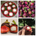 SS Buy 1 Get 1 Free Mangosteen Seeds