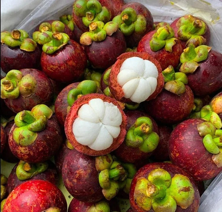 SS Buy 1 Get 1 Free Mangosteen Seeds