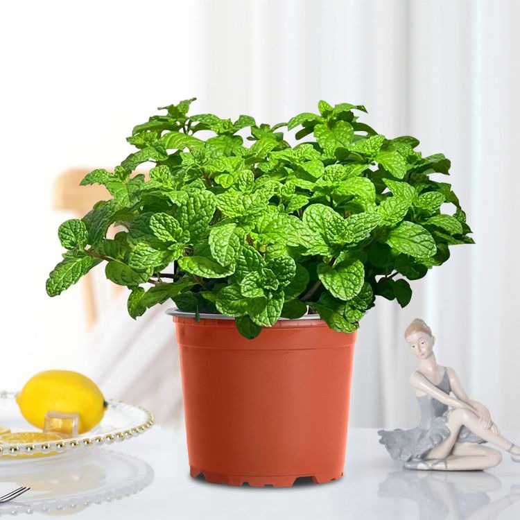 Mint Seeds(pack of 2)