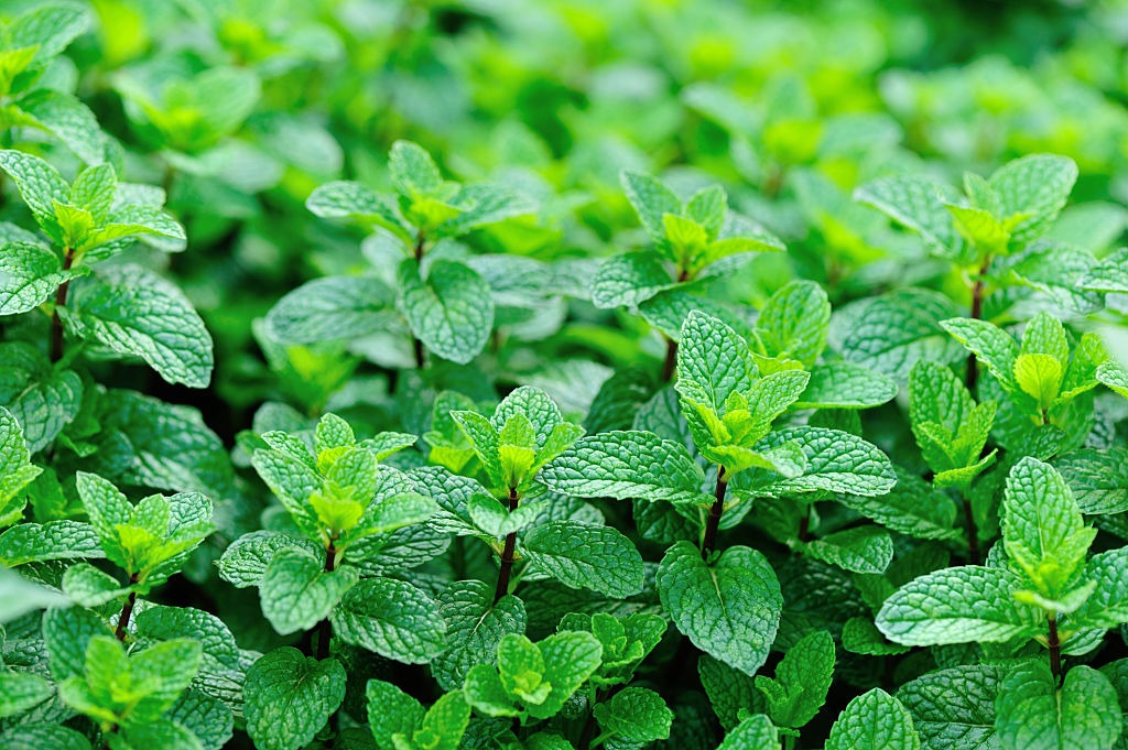 Mint Seeds(pack of 2)