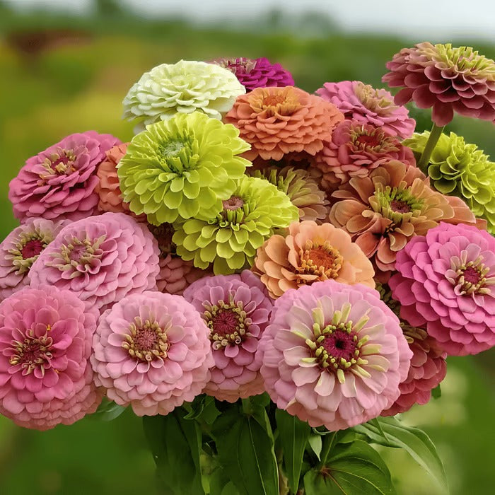 Double Zinnia Mixed Color Seeds Easy-Grow Heirloom Blooms for Your Garden Buy 1 Get 1 Free