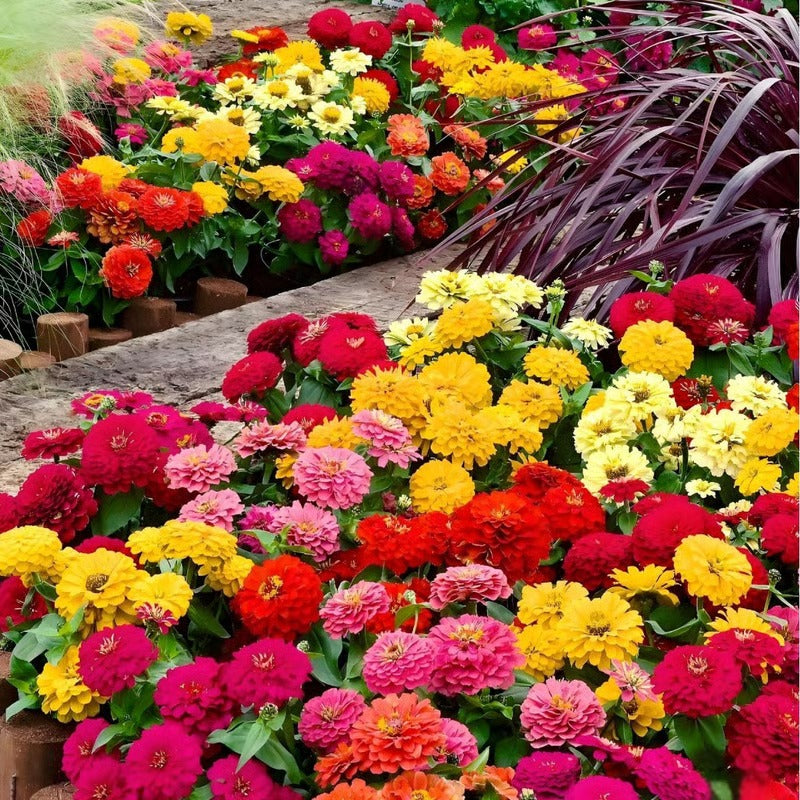 Double Zinnia Mixed Color Seeds Easy-Grow Heirloom Blooms for Your Garden Buy 1 Get 1 Free